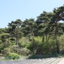 황금 소나무 이미지