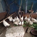 백봉아파트 이미지