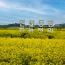 인천공항 하늘정원 유채꽃(2022.05.22) 이미지