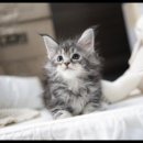 아담스펫 강아지분양 고양이분양 강남점 이미지