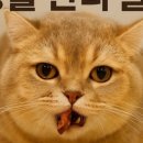 온리캣 이미지