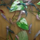 봉선동 삼익1차 상가 이미지