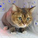 코냥코냥 이미지