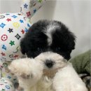 청주 강아지 분양 리몽드 퍼피 켄넬 | 청주 강아지 분양 리몽드 퍼피 켄넬 방문 전 확인해야 할 건강한 반려견 선택 기준과 초보 보호자를...