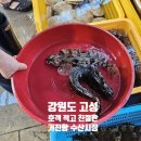 서해회센타 | 강원도 고성 | 호객 적은 거진항 수산시장 회센터 후기! 그리고 전복치 회 시세 가격