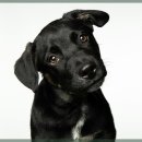 미소동물 의료센터 이미지