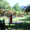 댕댕이 숲 이미지