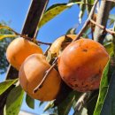 한근농장 이미지