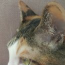 행운냥이 네이버블로그