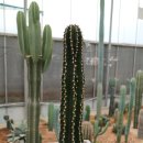 만악농장 이미지