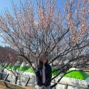 광양매화문화관 | 2026년 광양 매화축제 다녀오다! 방문후기