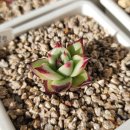 이상태농장 이미지