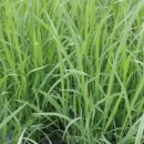 개량농장 이미지