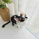 하이펍 강아지고양이 김포본점 | 데본 렉스 고양이 분양 김포 고양이 분양 후기 데본 고양이 특징 성격 데 렉스 털빠짐 수명