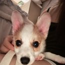 도그마루 | [내돈내산] 도그마루 입양후기