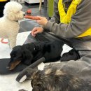 화성시자원봉사센터 3층 봉사단체실 | [수원] 경기도 반려동물 입양센터 | 유기견 봉사