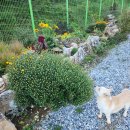 옥계 백봉이네 이미지