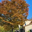 자드락 | 가을의 절정, 태안펜션 자드락을 다녀가신 빈들녘님의 후기