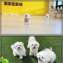 강아지놀이터 이미지