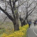 장수천 보행자도로 이미지
