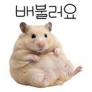 배때지대방