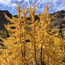 Larch-Lake Ingalls 이미지