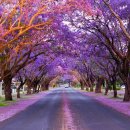 "뭐야? 처음보는 꽃이다!"...보라색의 아름다운 꽃, 호주 시드니 자카란다 명소 이미지