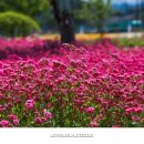사계플라워 - 관악구 은천로 119-1 | 사계플라워