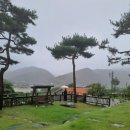 청벽거북 이미지