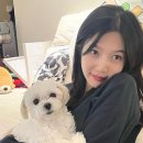 조이캣 이미지