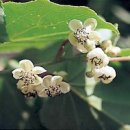 다래농장2 이미지