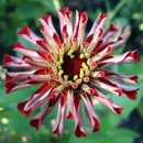 [12월 22일 탄생화] 백일홍(Zinnia) : 행복 이미지