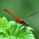 고추잠자리 이미지