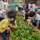 삼일초등학교병설유치원 이미지