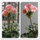 명옥이네 이미지