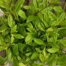 부산농약종묘사 이미지