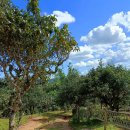 하늘하개 이미지