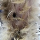 청담동물병원애견미용실 이미지