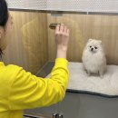 옐레드 부천상동점 | [옐레드 상동점] 상동강아지유치원 후기/ 부천 애견유치원 추천