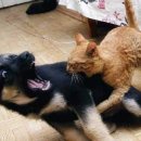 강아지와 고양이 이미지
