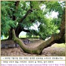 회원소식[소지小池-양만리, 부용화, 겸손, 백가공명-정원영, 노거수, 우크라(성탄절을 12월25일로 변경), 포르투갈동굴나길洞 이미지