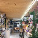 진도개 53카페 이미지