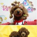 펫츄츄 이미지