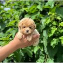 함께 있어줄개 이미지