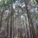 춘양양묘사업소 이미지