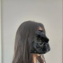 크리스탈장 | [제품 리뷰] 모태 곱슬 장먹보를 위한 셀프 매직작업 &lt;시세이도 크리스탈라이징 매직&gt;