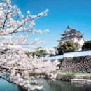 `벚꽃`과 함께하는 오사카의 봄 이미지