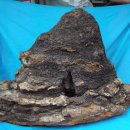 차가버섯의 효능 이미지