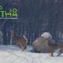 경보사슴 이미지