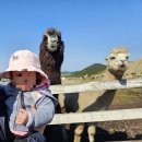 애월기록안집 민박 | 20개월 아기랑 제주도여행 육아블로그